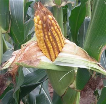 秋季玉米要提前抗災，來年才會有豐收！