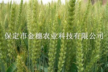  津強8——春小麥種子